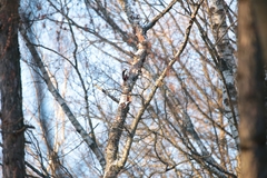 Dendrocopos major