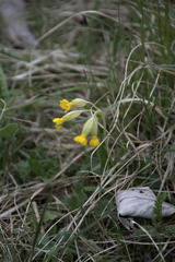 Primula veris