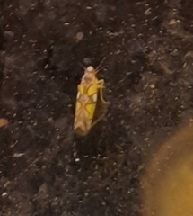 Protalebrella conica