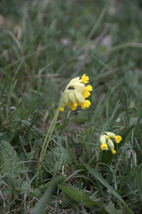 Primula veris