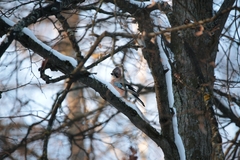 Garrulus glandarius