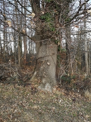 Quercus