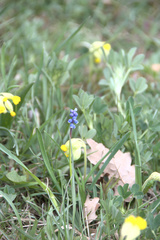Muscari botryoides