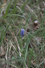 Muscari botryoides