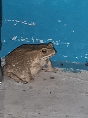 Duttaphrynus melanostictus