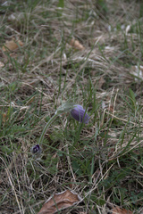 Pulsatilla vulgaris