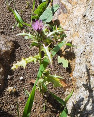 Cirsium creticum