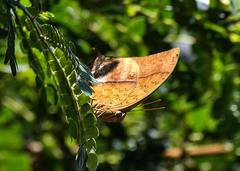Charaxes varanes