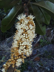 Pycnandra belepensis