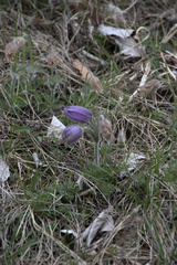 Pulsatilla vulgaris