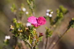 Pileanthus filifolius