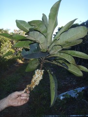 Pycnandra belepensis