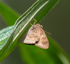 Euselasia thucydides