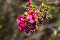 Pileanthus filifolius