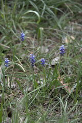 Muscari botryoides