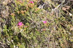Pileanthus filifolius
