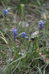 Muscari botryoides