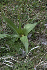 Colchicum autumnale