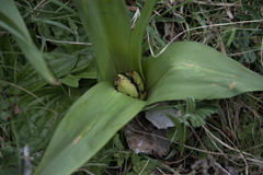 Colchicum autumnale