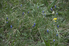 Muscari botryoides