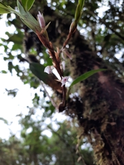 Maxillaria schlechteriana