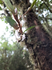 Maxillaria schlechteriana