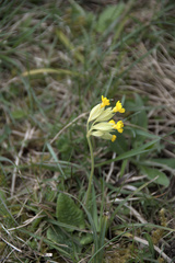 Primula veris