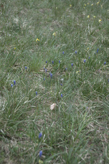 Muscari botryoides