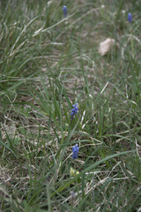 Muscari botryoides