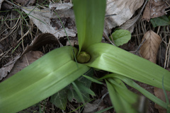 Colchicum autumnale