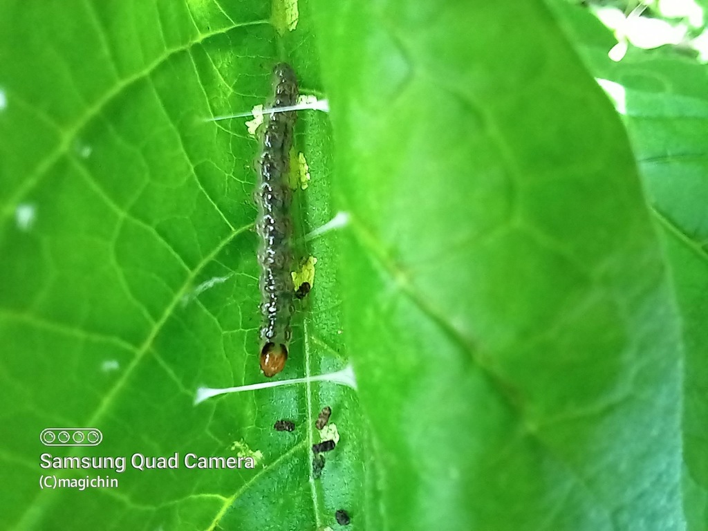 Eggplant Webworm Moth
