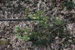 Helleborus foetidus