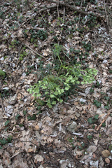 Helleborus foetidus