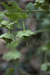 Helleborus foetidus