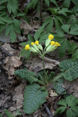 Primula veris