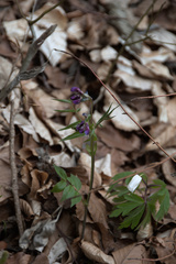 Lathyrus vernus