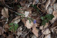 Lathyrus vernus