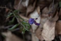 Lathyrus vernus
