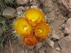 Austrocactus coxii