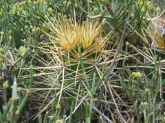 Austrocactus coxii