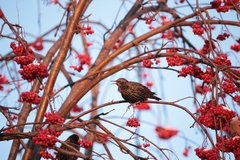 Sturnus vulgaris