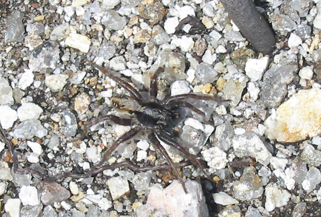 Holarctic Wolf Spider