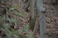 Sciurus vulgaris