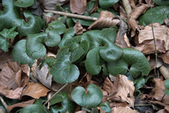 Asarum europaeum