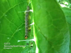 Rhectocraspeda periusalis