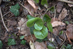Asarum europaeum