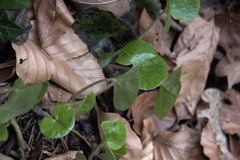 Asarum europaeum