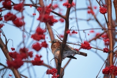 Turdus pilaris