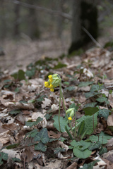 Primula veris