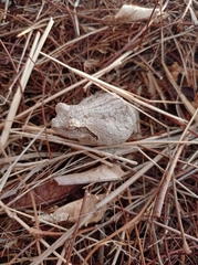 Chiromantis xerampelina